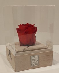 تصویر  روسيج هندلي قرمز JANE MARYAM